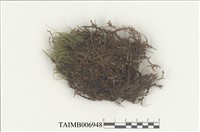 藏品(柳葉苔科)的圖片